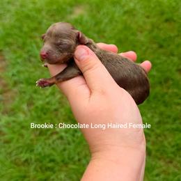 Brookie - Chocolate and tan female Dachshund puppy in Quitman, Mississippi from S-and-A Kennels