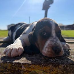 Girl 2 - Black brown and white female Basset Hound puppy in Hudson, Michigan from Bachman’s Kennel