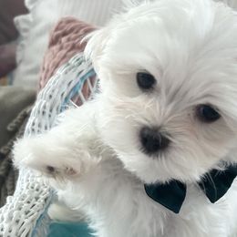 Boy 1 "Bailey" - White Maltese puppy in Haslet, Texas from Carisma Maltese