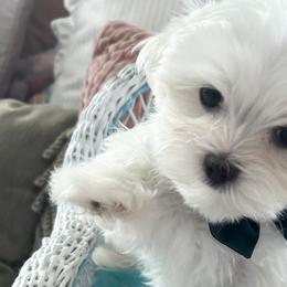 Boy 1 "Bailey" - White Maltese puppy in Haslet, Texas from Carisma Maltese