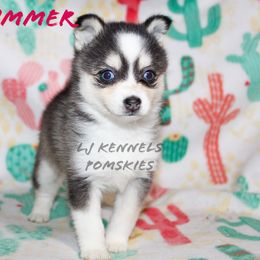 Shimmer - Gray and white female Pomsky puppy in Centerville, Iowa from LJ Kennels Pomskies, LLC