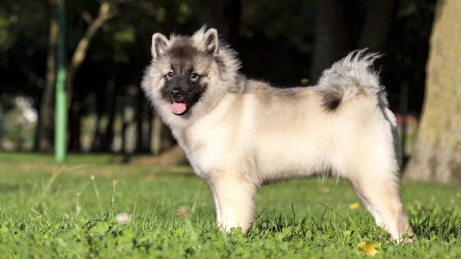 Keeshond