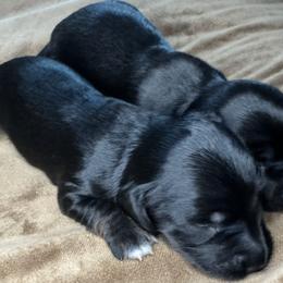 Dachshunds from Magnolia Grace Kennels