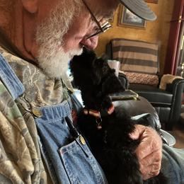 Miniature Schnauzer Puppies from Circle R Ranch