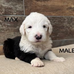 Max - Gray and white Old English Sheepdog puppy in Blackfoot, Idaho from What the Fluff Old English Sheepdog