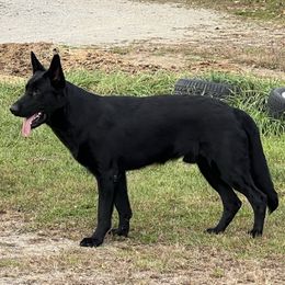 Glock - German Shepherd