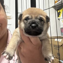 Renji- lotus ruler - Red male Shiba Inu puppy in Lehigh Acres, Florida from SWFL Happy Dogs