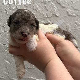 Coffee - Merle female Goldendoodle puppy in Atlantic Beach, Florida from Glamorous Golden Doodles