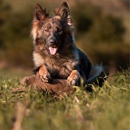Nora - German Shepherd