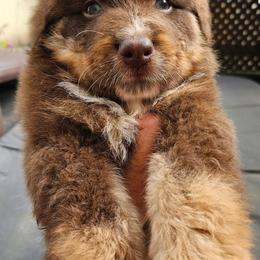Godiva - Red tri-color female Australian Shepherd puppy in Fultonville, New York from Sandy Aussies & Pomeranians