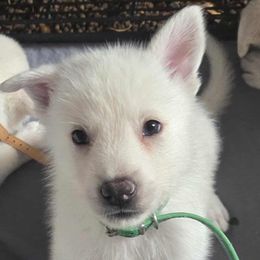 Boy 3 - White male German Shepherd puppy in Tonopah, Nevada from Mercy's White Shepherds