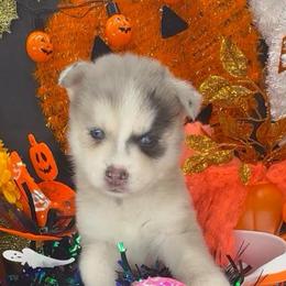 Misty - Merle female Pomsky puppy in Spring Hill, Florida from PDQ Pomskies
