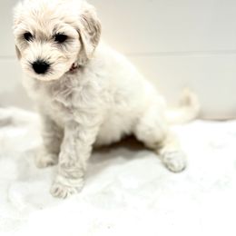 Goldendoodle Puppies from Dana Point Golden Doodles