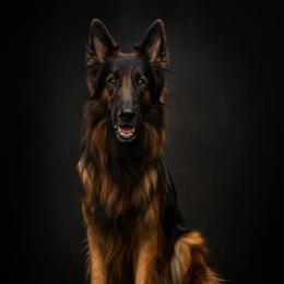 Demi - German Shepherd