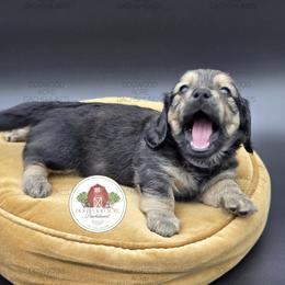 Dachshund Puppies from Dogwood Acre Dachshunds