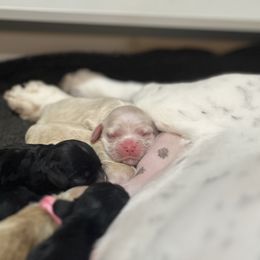 Cocker Spaniel Puppies from Skyhigh Kennels