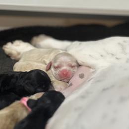 Cocker Spaniel Puppies from Skyhigh Kennels