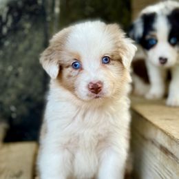 Eddie - Red merle male Australian Shepherd puppy in Putnam County, New York from Highland Haven Australian Shepherds