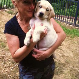 Labrador Retriever Puppies from Mama’s Labs