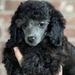Girl 1 - Silver Poodle puppy in Dallas, Texas from Infinity Poodles