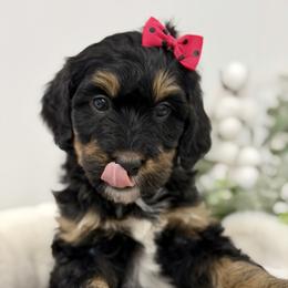 Nut Tossie - Phantom female Bernedoodle puppy in Hegins, Pennsylvania from Bubbling Springs Doodles, LLC