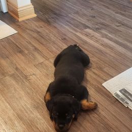 Rottweiler Puppies from Rottweiler Land