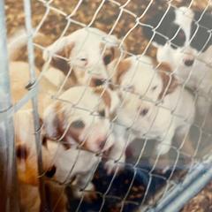 English Setter Puppies from English Setter Farms