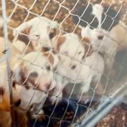 English Setter Puppies from English Setter Farms