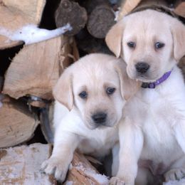 Brown - Yellow male Labrador Retriever puppy in Lawton, Michigan from DuckAlly Kennel