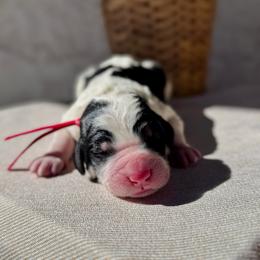 Ember - Black and white male Bernedoodle puppy in Moreno Valley, California from Ayy_Doodles