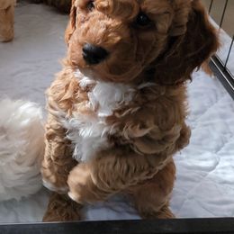 Assorted Doodle Crosses and Poodle Puppies from Center Hill Poodles and Doodles