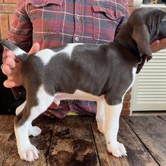German Shorthaired Pointer Puppies from Juniper Ridge Pointers
