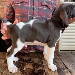 German Shorthaired Pointer Puppies from Juniper Ridge Pointers