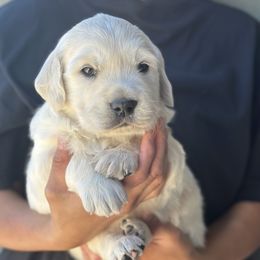 Golden Retriever Puppies from Bramble Berry Goldens