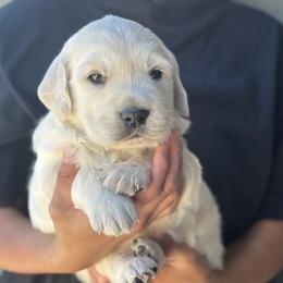 Golden Retriever Puppies from Bramble Berry Goldens