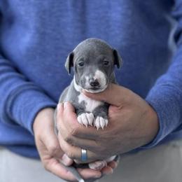 Boy 3 - Blue male Italian Greyhound puppy in Sugar Valley, Georgia from Pinnacle Farm and Kennel
