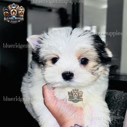 Erhard - Available - Black tan and white male Biewer Terrier puppy in Asheville, North Carolina from Blue Ridge Mountain Puppies