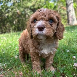 Bronco - Red male Cockapoo puppy in Egg Harbor City, New Jersey from Grace Given Cockapoos (GGC)