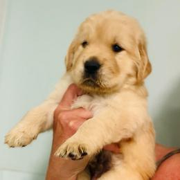 Dillon - Golden male Golden Retriever puppy in Saint Pauls, North Carolina from Copperfield’s Goldens