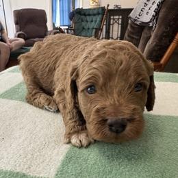 Ford - Buff and white male Cockapoo puppy in Sheridan, Missouri from Shepherdsfold’s Cockapoos
