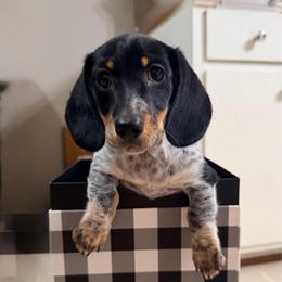 Lovebug - Piebald female Dachshund puppy in Boston, Kentucky from Boston Crossing