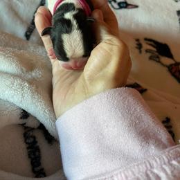 Tulip - Black brindle and white female Boston Terrier puppy in Johnstown, Colorado from R&M Bostons