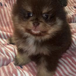 Bentley - Chocolate and tan male Pomeranian puppy in Miami, Florida from Couture Pomeranians