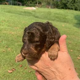 Matt Damon - Phantom male Poodle puppy in Mount Gilead, Ohio from Cats Creek Standard Poodles