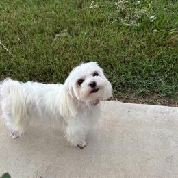 Thea - Maltese