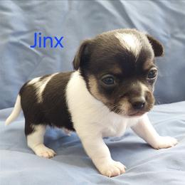 Jinx - Black and white male Chihuahua puppy in Brook Park, Minnesota from North Star Chihuahuas