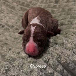 American Pit Bull Terrier Puppies from Wyngate Puppy Breeders