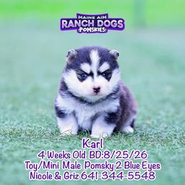 Karl - Black and white male Pomsky puppy in Humeston, Iowa from M.A.R. Dogs