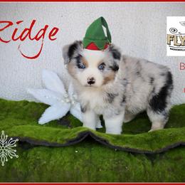 Ridge - Blue merle male Miniature Australian Shepherd puppy in Madisonville, Texas from Flying LL Aussies