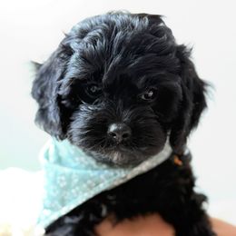 Silk of Reedy River Doodles - Black female Cavapoo puppy in Greenville, South Carolina from Reedy River Doodles
